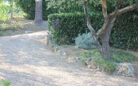 Gli Appartamenti Di Manuela: Pianta, Manto Stradale, Albero, Tronco, Lotto, Paesaggio Naturale, Asfalto, Groundcover, Arbusto, Erba