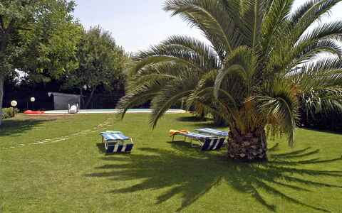 Poderino: Erba, Albero, Prato, Palma, Veicolo, Arecales, Auto, Woody Impianto, Pianta, Elaeis