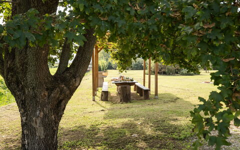 Incanto Toscano: Pianta, Ramo, Botanica, Shade, Albero, Vegetazione, Luce Del Sole, Biome, Erba, Paesaggio Naturale
