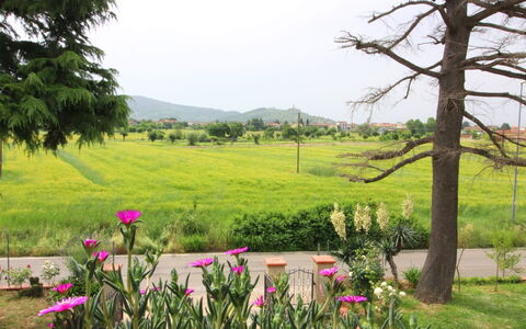 Podere i Gigli: Natura, Paesaggio Naturale, Vegetazione, Ambiente Naturale, Pascolo, Albero, Primavera, Pianta, Giardino, Botanica