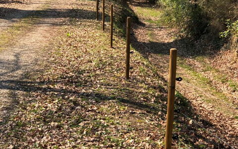L'incanto: Pianta, Albero, Paesaggio Naturale, Legna, Tronco, Erba, Deciduo, Woody Impianto, Groundcover, Arbusto