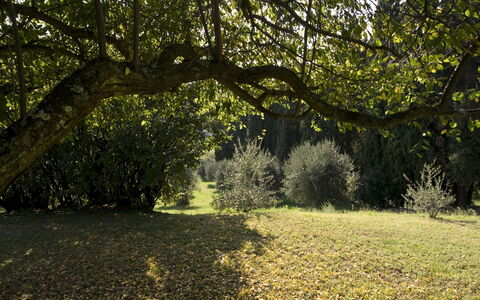 Villa Dorella Di Montaperti: Albero, Paesaggio Naturale, Natura, Luce Del Sole, Vegetazione, Ambiente Naturale, Erba, Foglia, Ramo, Luce