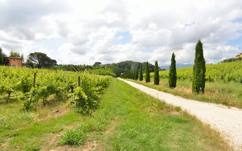 Il Sogno Tra i Vigneti: Natura, Lotto, Verde, Vegetazione, Paesaggio Naturale, Ambiente Naturale, Albero, Campo, Cielo, Erba
