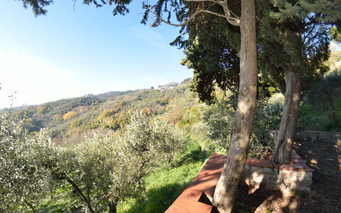 La Cipressa: Albero, Vegetazione, Ambiente Naturale, Natura Selvaggia, Cielo, Botanica, Primavera, Foglia, Woody Impianto, Pianta