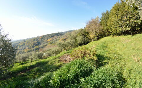 La Cipressa: Paesaggio Naturale, Vegetazione, Natura, Verde, Ambiente Naturale, Erba, Albero, Natura Selvaggia, Riserva Naturale, Foglia