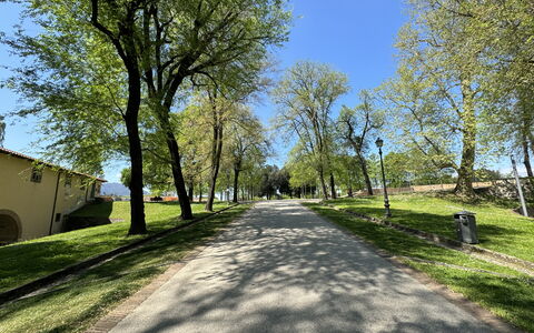 Alle Mura: Albero, Ramo, Foglia, Erba, Natura, Manto Stradale, Strada, Spazio Pubblico, Asfalto, Strada Transitabile