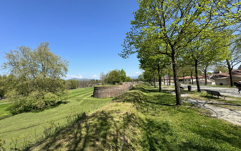 Alle Mura: Albero, Erba, Ramo, Pascolo, Plain, Lotto, Groundcover, Prato, Giardino, Prato
