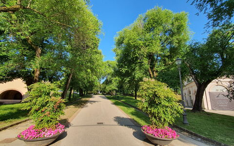 Casina Bella Di Lucca: Foglia, Albero, Verde, Natura, Ramo, Manto Stradale, Vegetazione, Arbusto, Spazio Pubblico, Strada Transitabile