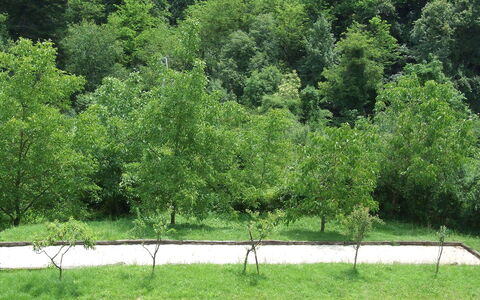 Bottino: Albero, Vegetazione, Verde, Natura, Riserva Naturale, Paesaggio Naturale, Erba, Ambiente Naturale, Biome, Pianta