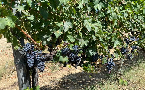 La Corte Di Campalli: Pianta, Frutta, Cibo, Arbusto, Albero, Groundcover