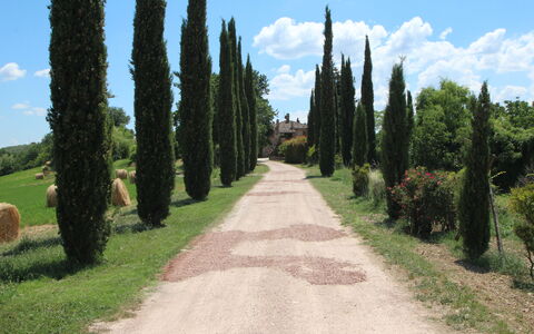 Villa Venanzo: Albero, Strada, Erba, Woody Impianto, Biome, Pianta, Strada Transitabile, Trail, Sentiero