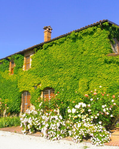 Villa Venanzo: Proprietà, Casa, Verde, Vegetazione, Parete, Costruzione, Villetta, Arbusto, Pianta, Area Rurale