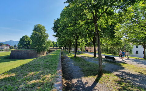 Sinidio: Albero, Erba, Natura, Primavera, Prato, Parco, Landscaping, Passerella, Sentiero