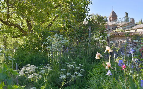 Casa Di Giulio: Fiore, Vegetazione, Arbusto, Giardino, Comunita 'Impianto, Primavera, Groundcover, Wildflower, Pianta Erbacea, Landscaping