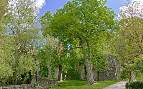 Casa Dell'ambasciatore: Foglia, Albero, Erba, Ramo, Parete, Natura, Verde, Vegetazione, Arbusto, Muro ​​Di Pietra