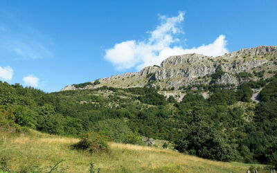 Al Faggio (Gll120)