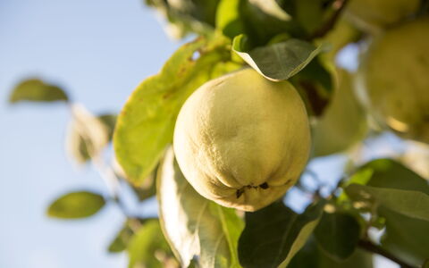 Sequerciani: Albero, Frutta, Pianta, Fiore, Cibo, Foglia, Ramo, Produrre, Pianta Fiorita