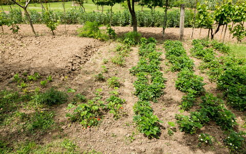 Casale Vacanze Il Granaio: Suolo, Campo, Pianta, Erba, Albero, Lotto, Foglia, Groundcover, Graminacee, Ritaglia