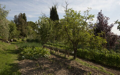 Tenuta Cambiano: Albero, Vegetazione, Paesaggio Naturale, Pianta, Ambiente Naturale, Woody Impianto, Arbusto, Lotto, Comunita 'Impianto, Erba