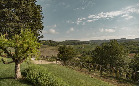 Villa Pianvecchio: Albero, Lotto, Area Rurale, Pascolo, Cumulo, Arbusto, Valle, Prato, Campo, Pascolo