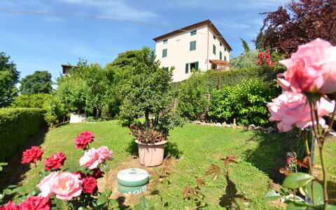 Alla Collina Del Sole: Fiore, Pianta, Nube, Cielo, Finestra, Verde, Botanica, Natura, Costruzione, Paesaggio Naturale