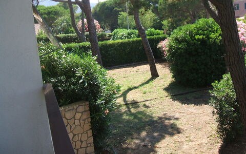 Casa Argentario: Pianta, Proprietà, Foglia, Botanica, Natura, Albero, Vegetazione, Shade, Lotto, Manto Stradale
