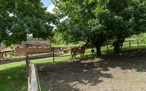 Locanda Di Alberi Without Kitchen: Cavallo, Pianta, Vertebrato, Albero, Recinzione, Paesaggio Naturale, Lotto, Legna