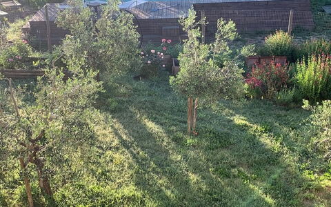 Alice - Podere Ribatti - Casole D'elsa, Toscana: Pianta, Comunita 'Impianto, Paesaggio Naturale, Albero, Lotto, Finestra, Erba, Veicolo, Pascolo, Groundcover