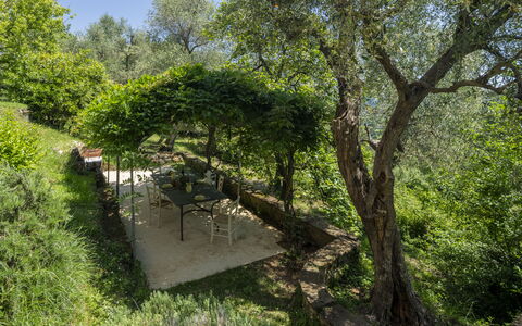 La Casa Dei Limoni, Camaiore, Pet Friendly, Wifi: Foglia, Albero, Verde, Vegetazione, Arbusto, Comunita 'Impianto, Giardino, Primavera, Shade