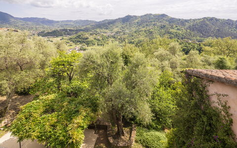 La Casa Dei Limoni, Camaiore, Pet Friendly, Wifi: Albero, Natura, Foglia, Ambiente Naturale, Vegetazione, Collina, Area Rurale, Comunita 'Impianto, Primavera, Hill Station