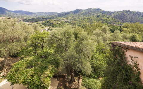 La Casa Dei Limoni, Camaiore, Pet Friendly, Wifi: Albero, Foglia, Natura, Ambiente Naturale, Vegetazione, Ramo, Collina, Area Rurale, Comunita 'Impianto, Primavera