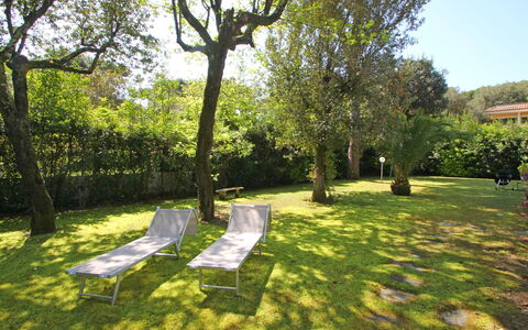 Villa Le Macchie: Pianta, Cielo, Albero, Shade, Paesaggio Naturale, Lotto, Luce Del Sole, Paesaggio, Tempo Libero, Erba
