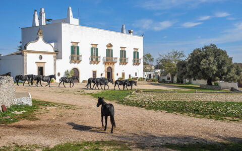 Masseria Tagliente: Cielo, Costruzione, Pianta, Nube, Lotto, Erba, Albero, Area Rurale
