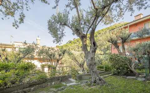 Pieve Ligure Seaside View, Wifi: Foglia, Ramo, Vegetazione, Arbusto, Primavera, Ramoscello, Giardino, Estate, Cortile, Landscaping