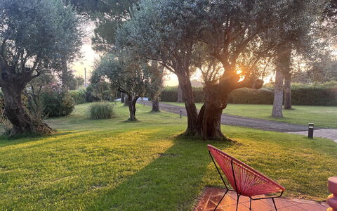 Villapronti: Pianta, Atmosfera, Foglia, Paesaggio Naturale, Ramo, Albero, Vegetazione, Erba, Luce Del Sole