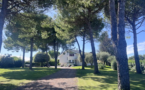Villapronti: Foglia, Albero, Ramo, Tronco, Shade, Prato, Giardino, Woody Impianto, Landscaping, Parco