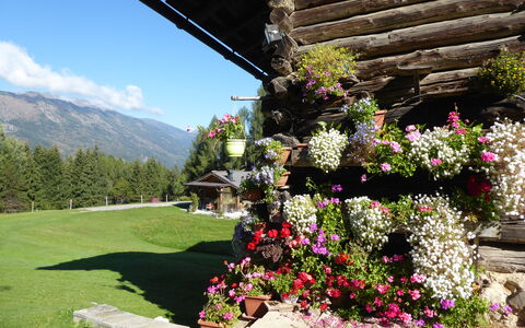 Baita Mountain View Pale San Martino: Fiore, Petalo, Arbusto, Giardino, Primavera, Catena Montuosa, Fiorai, Pianta Fiorita, Hill Station, Alpi