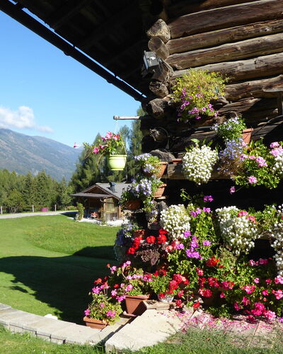 Baita Mountain View Pale San Martino: Fiore, Petalo, Arbusto, Giardino, Primavera, Catena Montuosa, Fiorai, Pianta Fiorita, Hill Station, Alpi