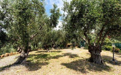 Civezza 637