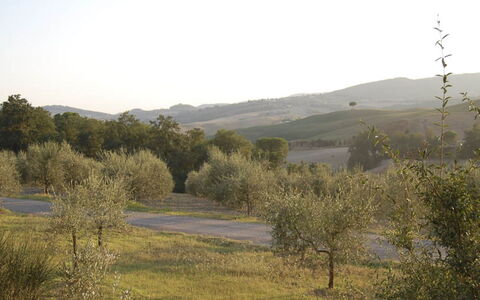 Santo Stefano: Albero, Ambiente Naturale, Vegetazione, Paesaggio Naturale, Pascolo, Collina, Comunita 'Impianto, Arbusto, Ecoregione, Plain