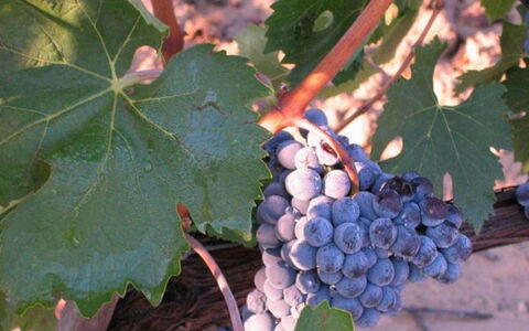 Mulino della Frateria: Frutta, Produrre, Cibo, Natural Foods, Vigneto