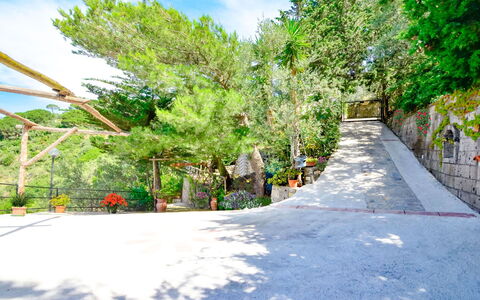 Villa Campanella: Albero, Foglia, Ramo, Vegetazione, Woody Impianto, Passerella, Shade, Le Scale, Landscaping, Driveway