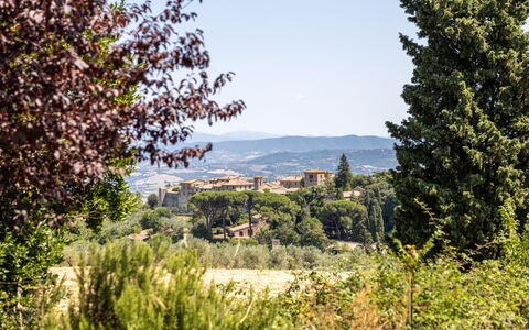 Poggio Padule: Foglia, Albero, Natura, Vegetazione, Arbusto, Paesaggio, Comunita 'Impianto, Lotto, Area Rurale, Luce Del Sole