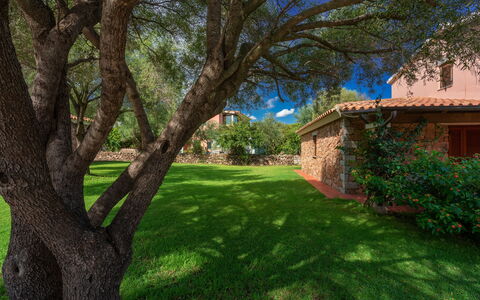 San Teodoro Apartments: Foglia, Albero, Erba, Natura, Ramo, Giardino, Arbusto, Paesaggio, Prato