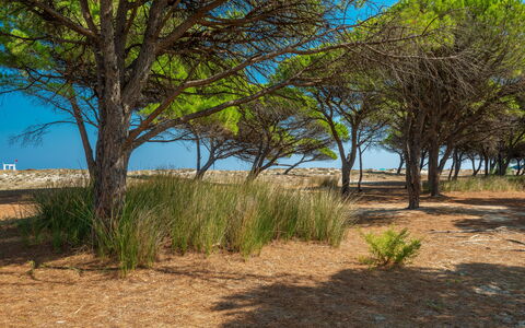 Budoni Homes Seaside, Ac And Bike: Vegetazione, Ecoregione, Paesaggio, Comunita 'Impianto, Plain, Lotto, Suolo, Woody Impianto, Sabbia