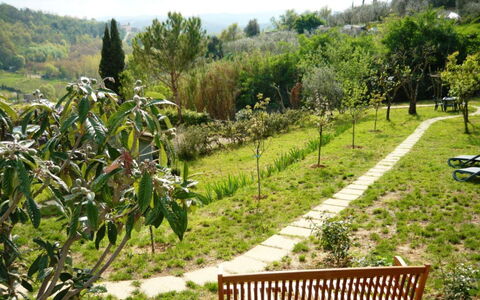 Podere Oliveta: Vegetazione, Giardino, Arbusto, Comunita 'Impianto, Groundcover, Primavera, Giardino Botanico, Piantagione, Landscaping, Passerella