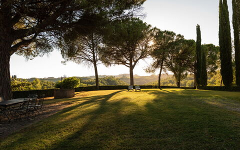 Green Hill Apartment In Tuscan Countryside: Albero, Erba, Natura, Foglia, Ramo, Paesaggio, Lotto, Plain, Tronco, Luce Del Sole