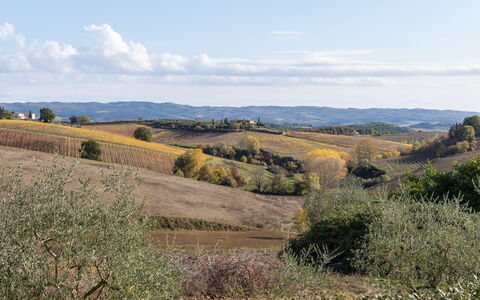 Villa L'elsa Beautiful Country Home With View: Vegetazione, Paesaggio Naturale, Pascolo, Ecoregione, Paesaggio, Plain, Collina, Comunita 'Impianto, Lotto, Area Rurale