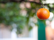 La Casa Dei Mandarini