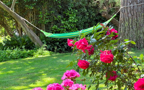 Casa Delle Chicche - Imperia: Verde, Fiore, Petalo, Arbusto, Giardino, Rosa, Primavera, Rose Da Giardino, Groundcover